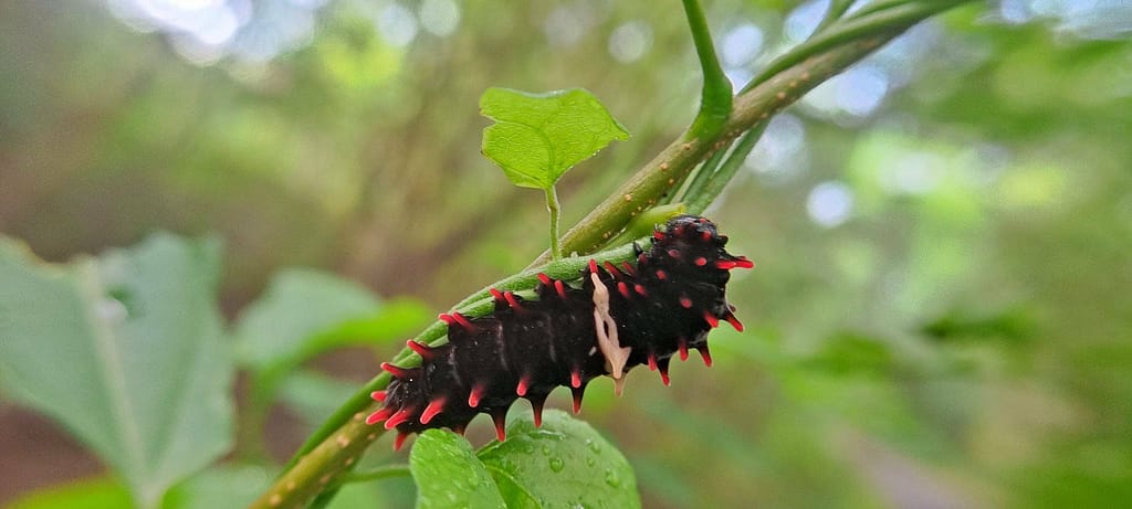 Crimson Rose Caterpillar
