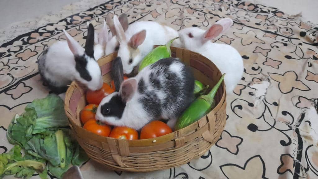 Vegetables eating rabbit party time