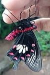 Common(Crimson) Rose Male Butterfly