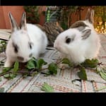 Rabbit Twins Goal 24 Hour Rabbit Breeder| Rabbit Shop| Best Pet Shop in Nagpur