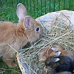 Brown rabbit mother weaning baby feeding milk and also eating hay and pellets
