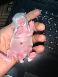 Baby Rabbit Pink Stomach and completing schedule ready to eating hay 