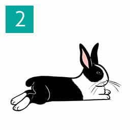 Understanding your pet rabbit (Happy Rabbit 02)