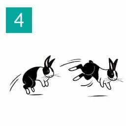 Understanding your pet rabbit (Happy Rabbit 04)