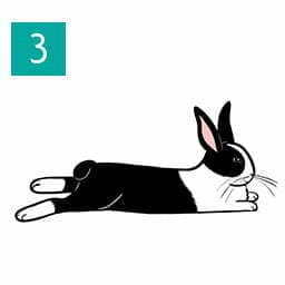 Understanding your pet rabbit (Happy Rabbit 03)