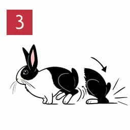 Rabbit Cute Bahaviours (Unworried Rabbit 03)