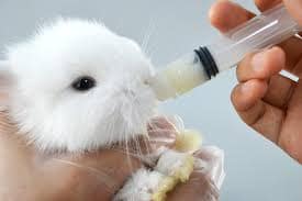 Rabbit Baby Feeding with syringe and 10 day ready to eating hay and vegetables