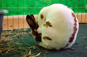 Rabbit Eating Poops