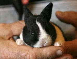 Dutch Rabbit Baby