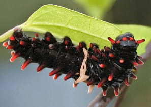 Crimson-Rose-Caterpiller-in-Japanese-Garden