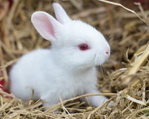 New zealand white rabbit