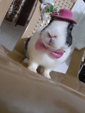 Oreo Gentleman Rabbit Style Oreo Gentleman Rabbit (Introduction of rabbit (bunny))