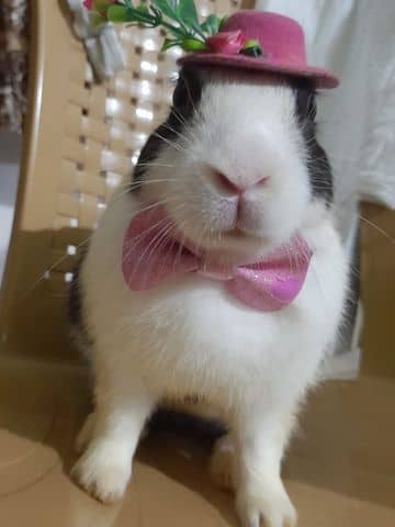 Oreo Gentleman Rabbit (Introduction of rabbit (bunny))