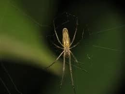 Tetragnatha Montana Spider