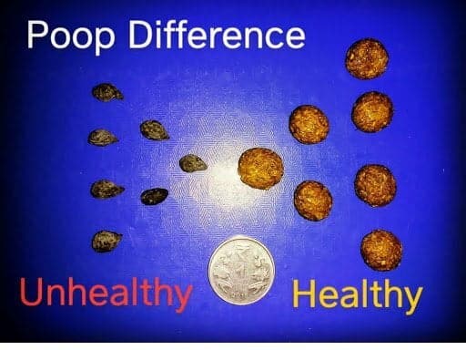Rabbit poop difference chart