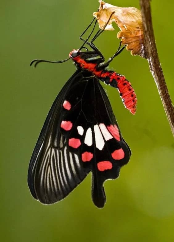 Crimson Rose Adult Butterfly