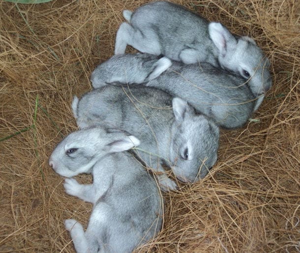 Soviet Chinchilla Rabbit Babies