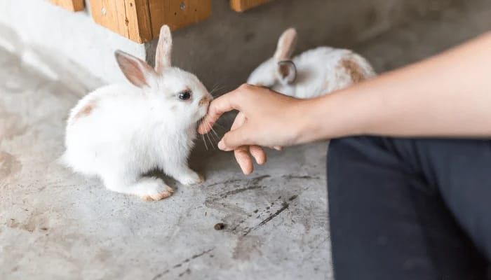 Rabbit licking Human Hand