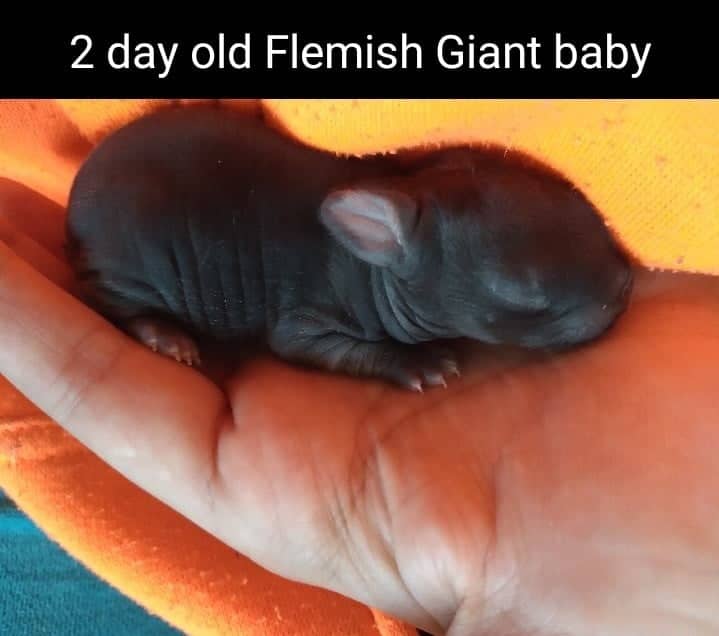 BABY RABBIT DAILY DIET 1 Flemish Giant Baby