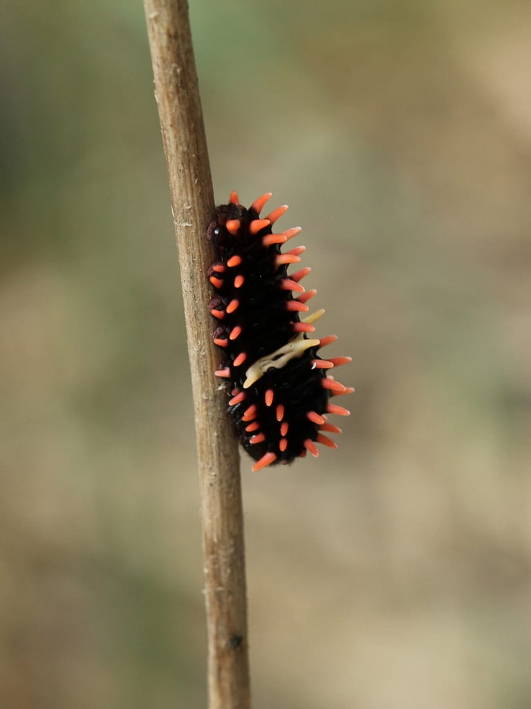 Pre-pupal-caterpillar