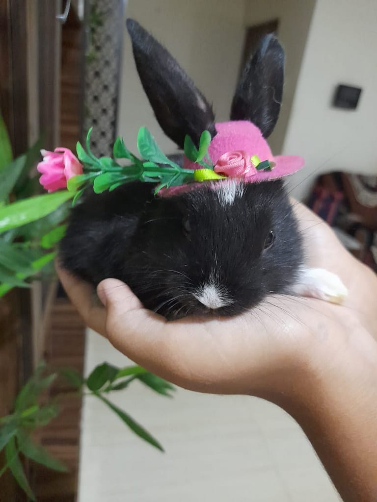 Rabbit Cute Behaviours (Black Brown Rabbit Queen)