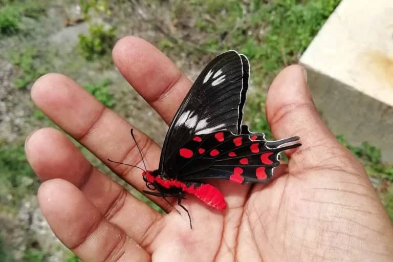 A Crimson Rose Butterfly on hand of Shubham Chapekar