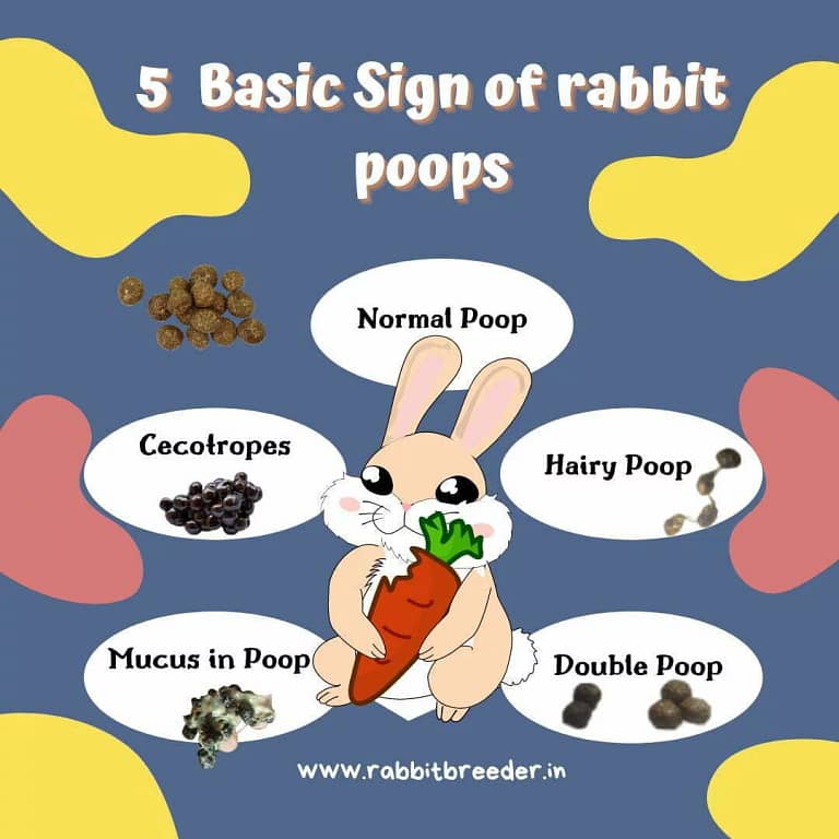 Rabbit Scatter Dropping Poops Sign