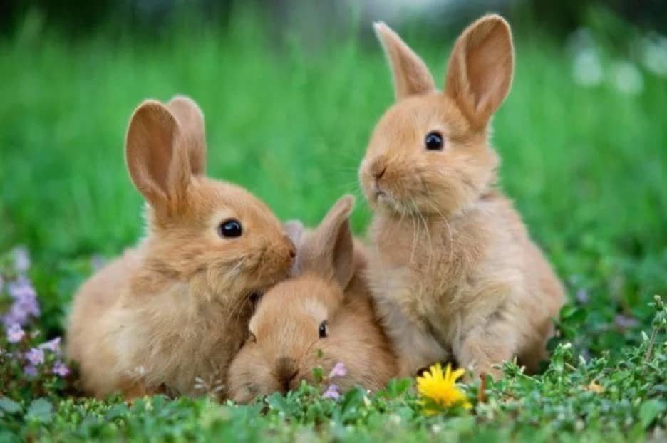 How to buy rabbits - RABBIT BREEDER FAMILY