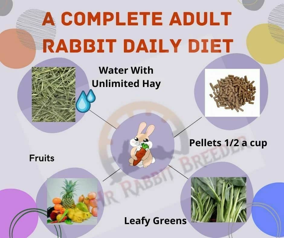 ADULT RABBIT DAILY DIET