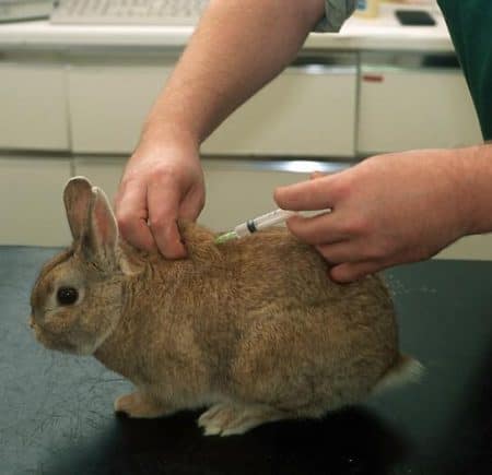 rabbit vaccination