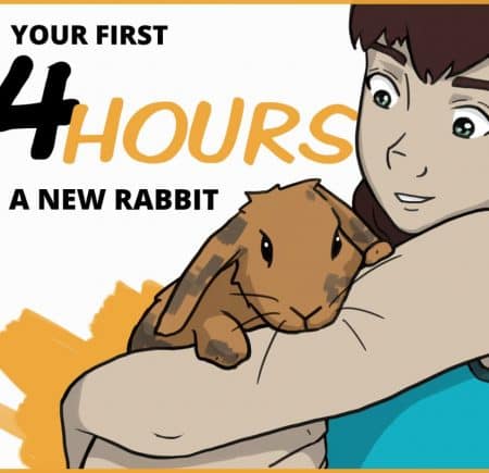 24 Hour Rabbit With owner