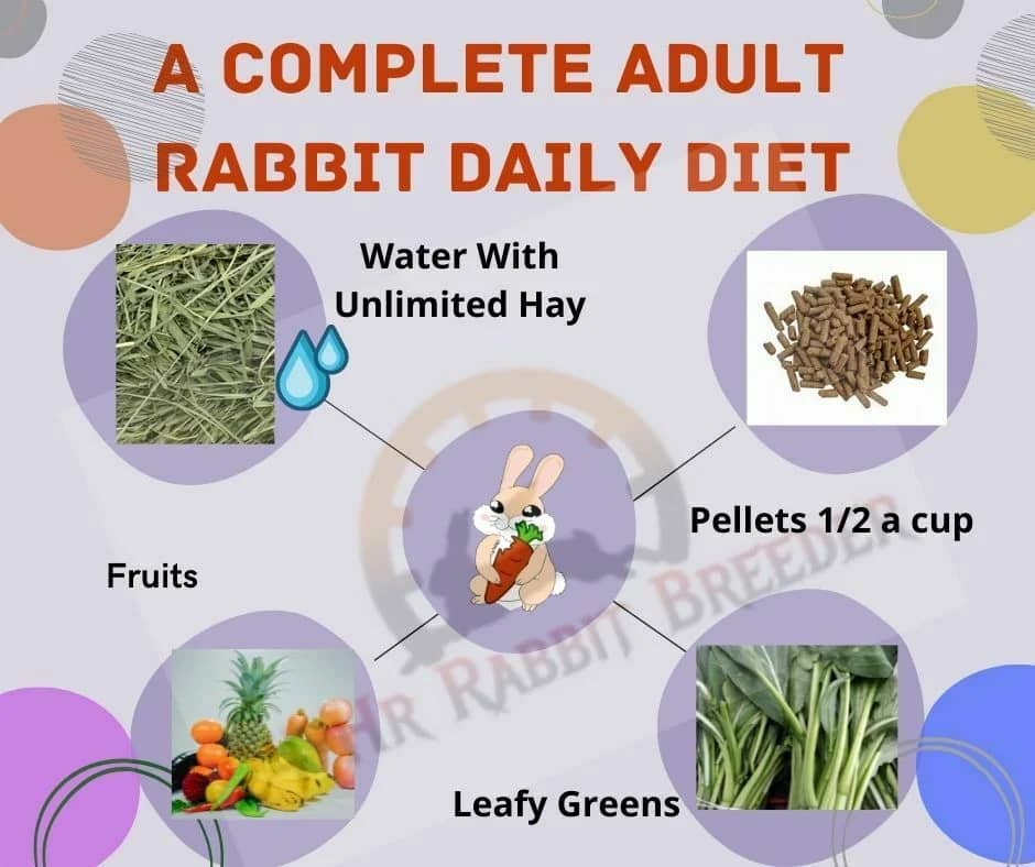 Healthy bunny diet sale