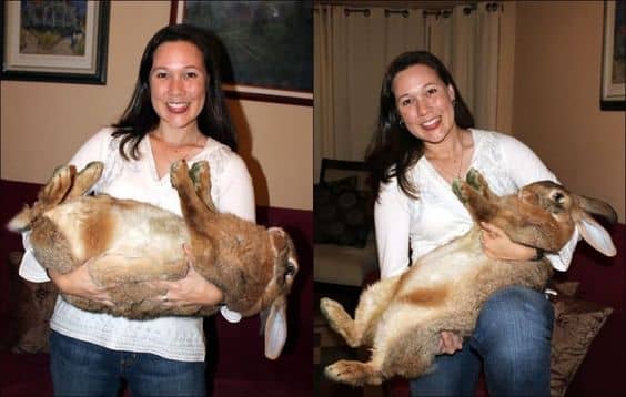 Best food for outlet flemish giant rabbit